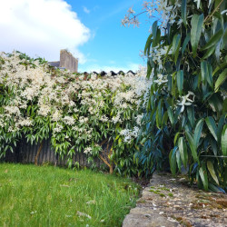 Clematis armandii