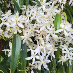 Clematis armandii
