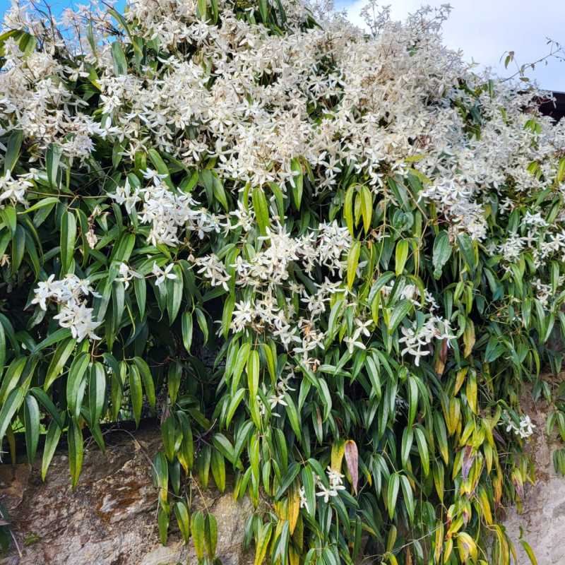 Clematis armandii