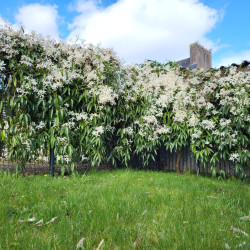 Clematis armandii