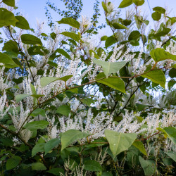 Itea virginica 'Henrys Garnet' - Itea de Virginie