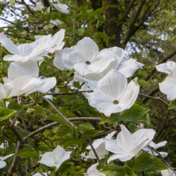 Cornus 'Eddie's White Wonder' - Cornouiller