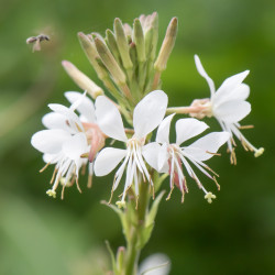Gaura lindheimeri ‘Steffi White’