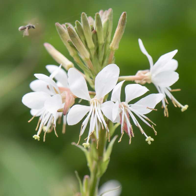 Gaura lindheimeri ‘Steffi White’