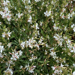 Gaura lindheimeri ‘Steffi White’