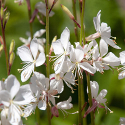 Gaura lindheimeri ‘Steffi White’