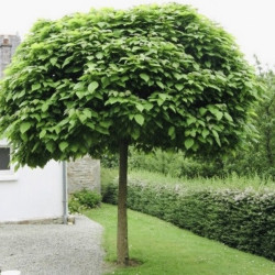 Catalpa bignonioides Nana