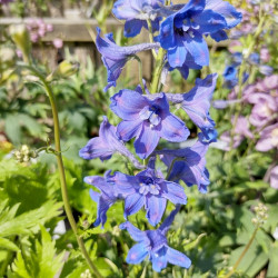 Delphinium belladonna ‘Piccolo‘