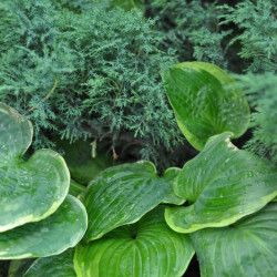 Hosta Christmas Tree