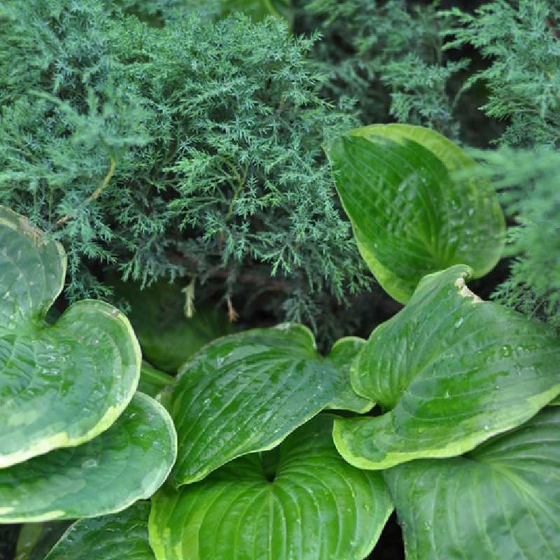 Hosta Christmas Tree