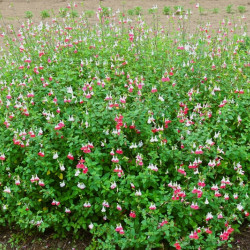 Salvia microphylla ‘Hot Lips‘