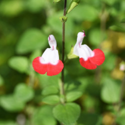 Salvia microphylla ‘Hot Lips‘