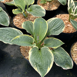 Hosta Christmas Tree