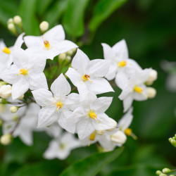 Solanum jasminoides 'Album' - Morelle faux jasmin