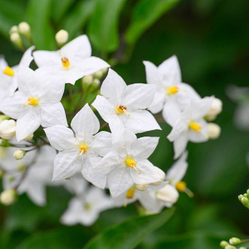Solanum jasminoides 'Album' - Morelle faux jasmin