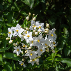 Solanum jasminoides 'Album' - Morelle faux jasmin