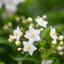 Solanum jasminoides 'Album' - Morelle faux jasmin