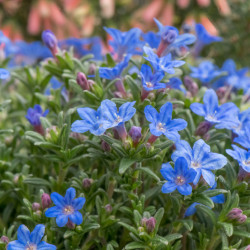 Lithodora diffusa ‘Heavenly Blue’