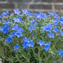 Lithodora diffusa ‘Heavenly Blue’