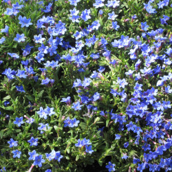 Lithodora diffusa ‘Heavenly Blue’