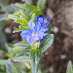 Lithodora diffusa ‘Heavenly Blue’