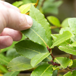 Laurus nobilis