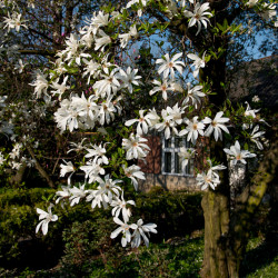 Magnolia kobus