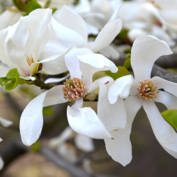 Magnolia kobus
