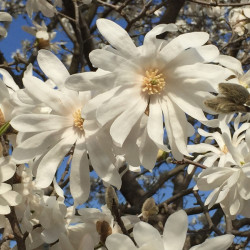 Magnolia stellata ‘Royal Star