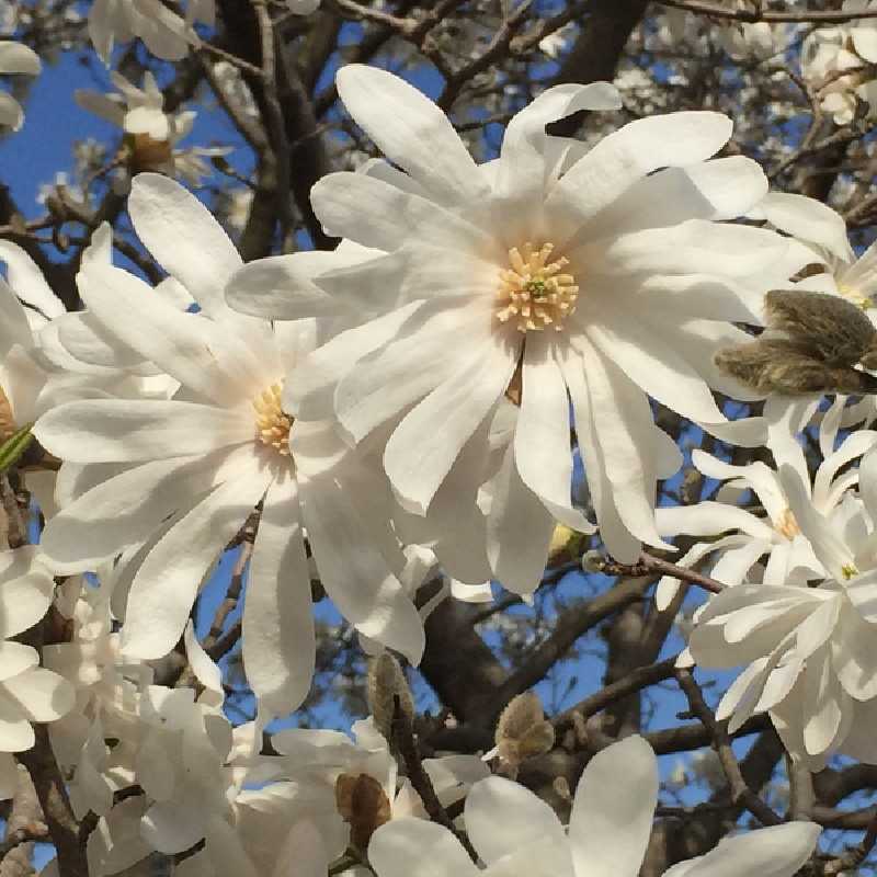 Magnolia stellata ‘Royal Star