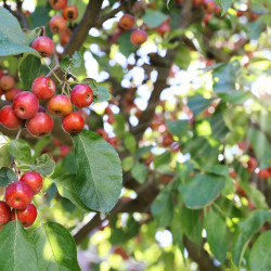 Malus 'Evereste' - Pommier d'ornement