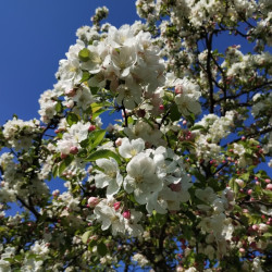 Malus 'Evereste' - Pommier d'ornement
