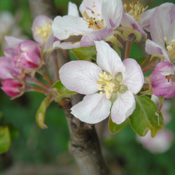 Malus 'Evereste' - Pommier d'ornement