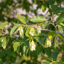 Ostrya carpinifolia - Charme houblon