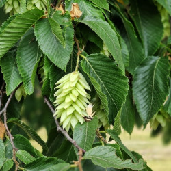 Ostrya carpinifolia - Charme houblon