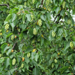 Ostrya carpinifolia - Charme houblon