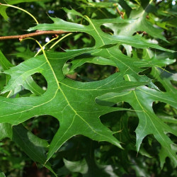 Quercus palustris 'Green pillar' ® - 'Pringreen' - Chêne des marais
