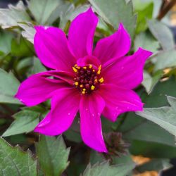 Dahlia ‘Mystic Wizard ®