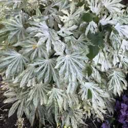 Fatsia japonica ‘Spider Web’