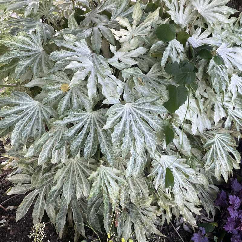 Fatsia japonica ‘Spider Web’