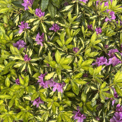 Rhododendron 'Goldflimmer'