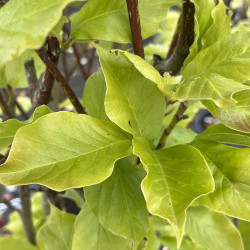 Magnolia kobus ‘Isis’