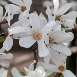 Magnolia kobus ‘Isis’