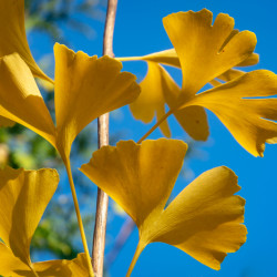 Ginkgo biloba Eiffel
