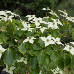 Cornus kousa Chinensis - Cornouiller de Chine