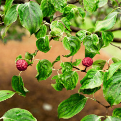 Cornus kousa Chinensis - Cornouiller de Chine