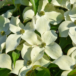 Cornus kousa Chinensis - Cornouiller de Chine