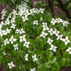 Cornus kousa Chinensis - Cornouiller de Chine