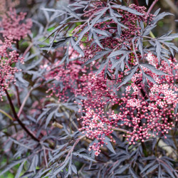 Sambucus nigra 'Black lace' ® - Eva' - Sureau noir