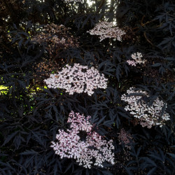 Sambucus nigra 'Black lace' ® - Eva' - Sureau noir